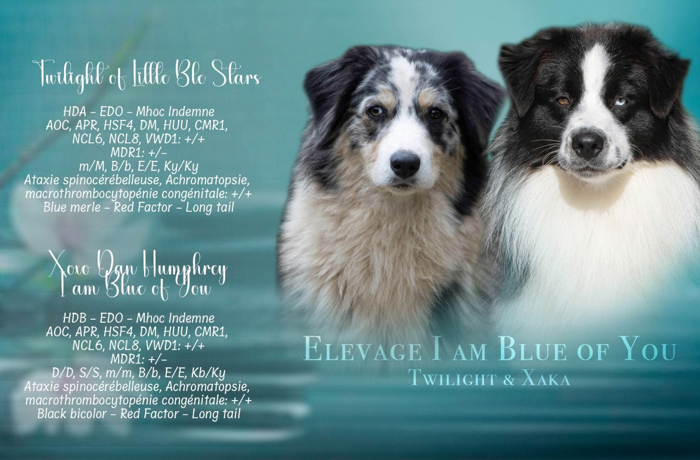 I Am Blue Of You - Berger Australien - Portée née le 03/03/2026