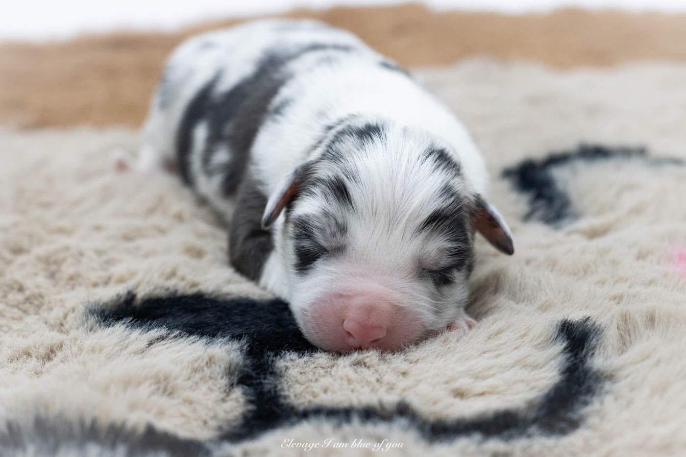 I Am Blue Of You - Chiots disponibles - Berger Australien