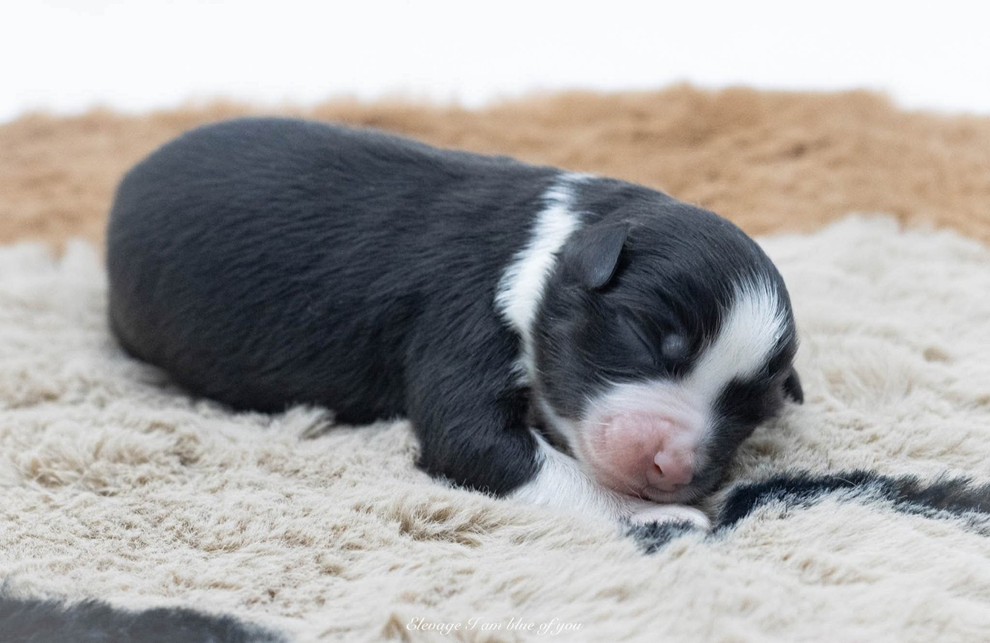 I Am Blue Of You - Chiots disponibles - Berger Australien