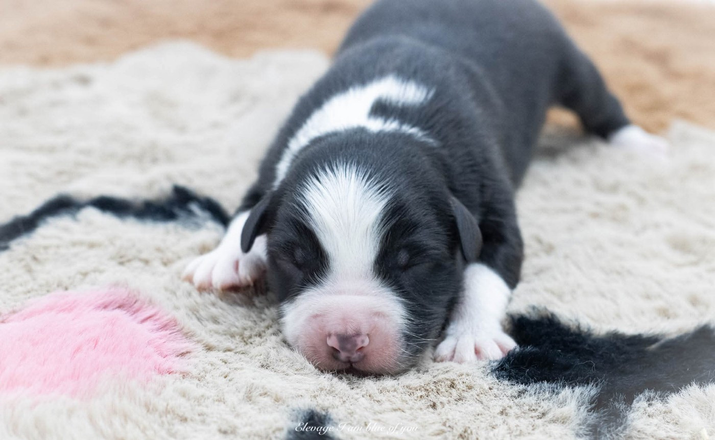 I Am Blue Of You - Chiots disponibles - Berger Australien