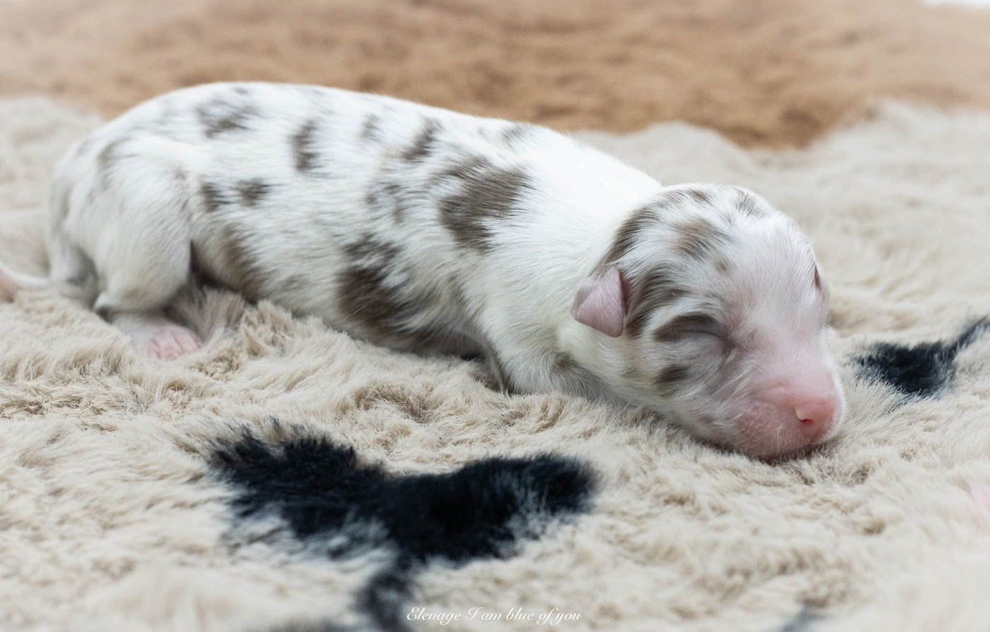 I Am Blue Of You - Chiots disponibles - Berger Australien