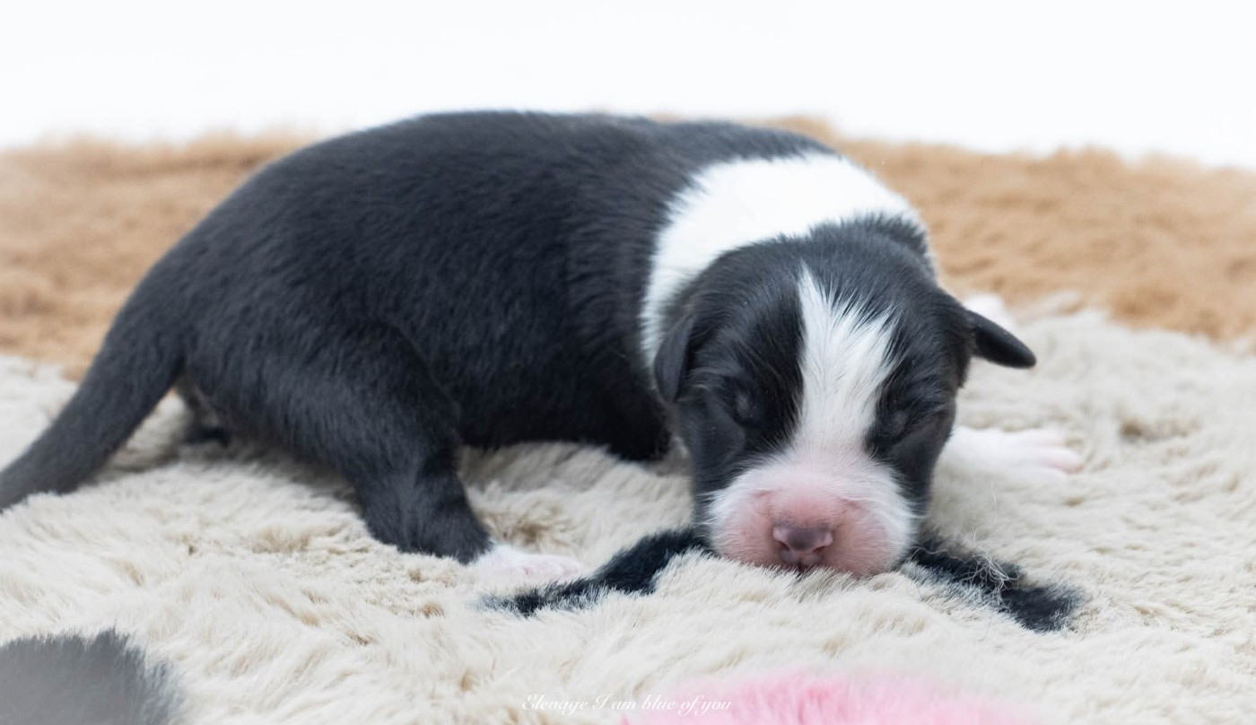 I Am Blue Of You - Chiots disponibles - Berger Australien