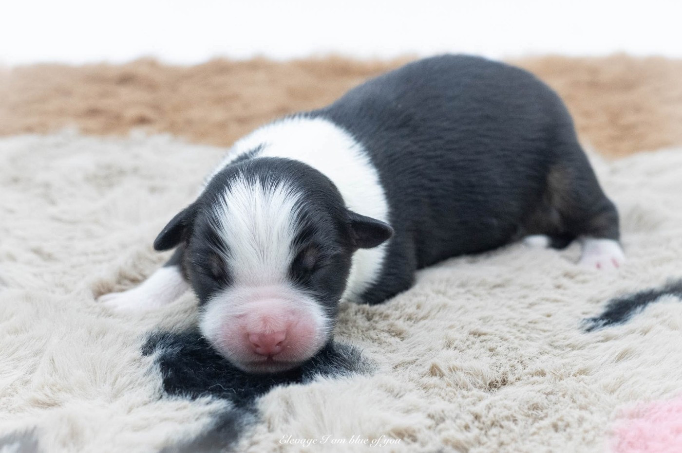 I Am Blue Of You - Chiots disponibles - Berger Australien