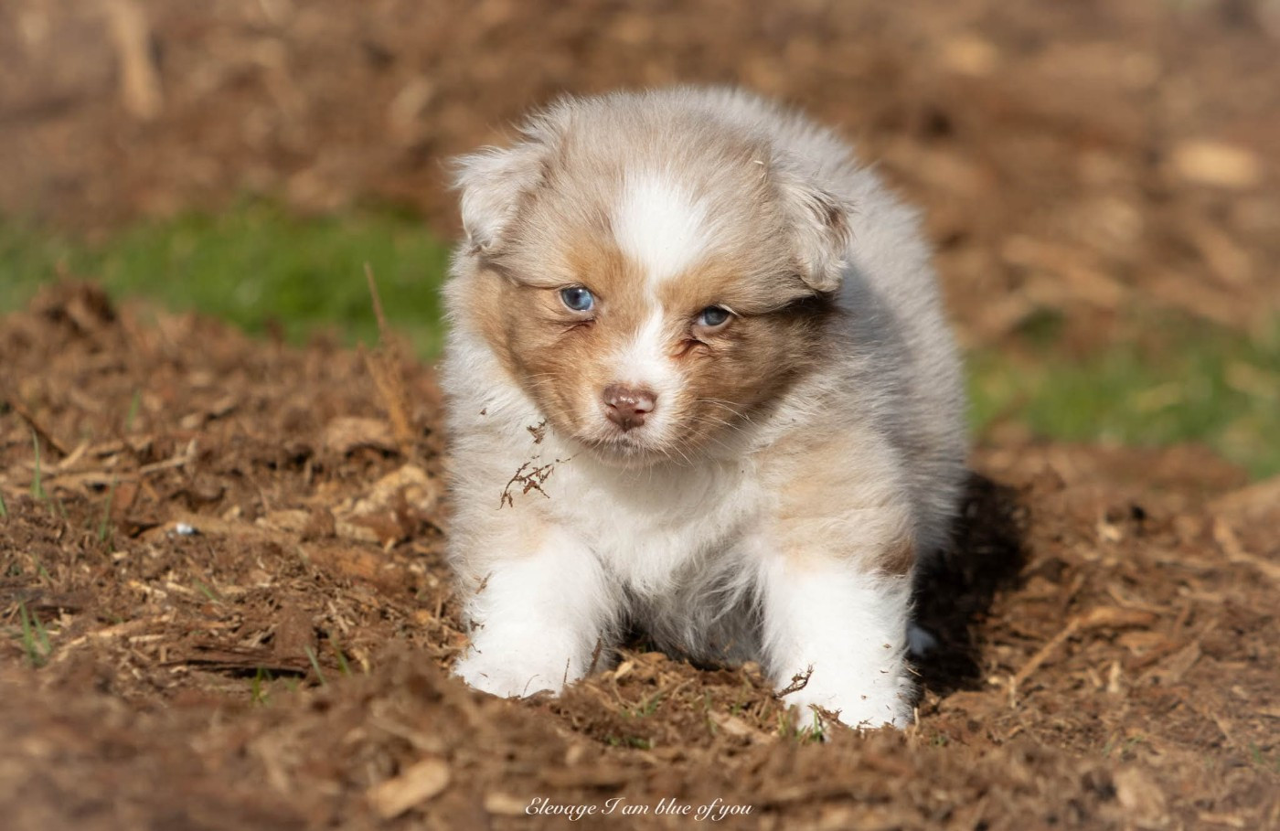 I Am Blue Of You - Chiots disponibles - Berger Australien