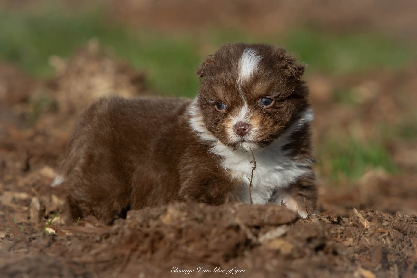 I Am Blue Of You - Chiots disponibles - Berger Australien