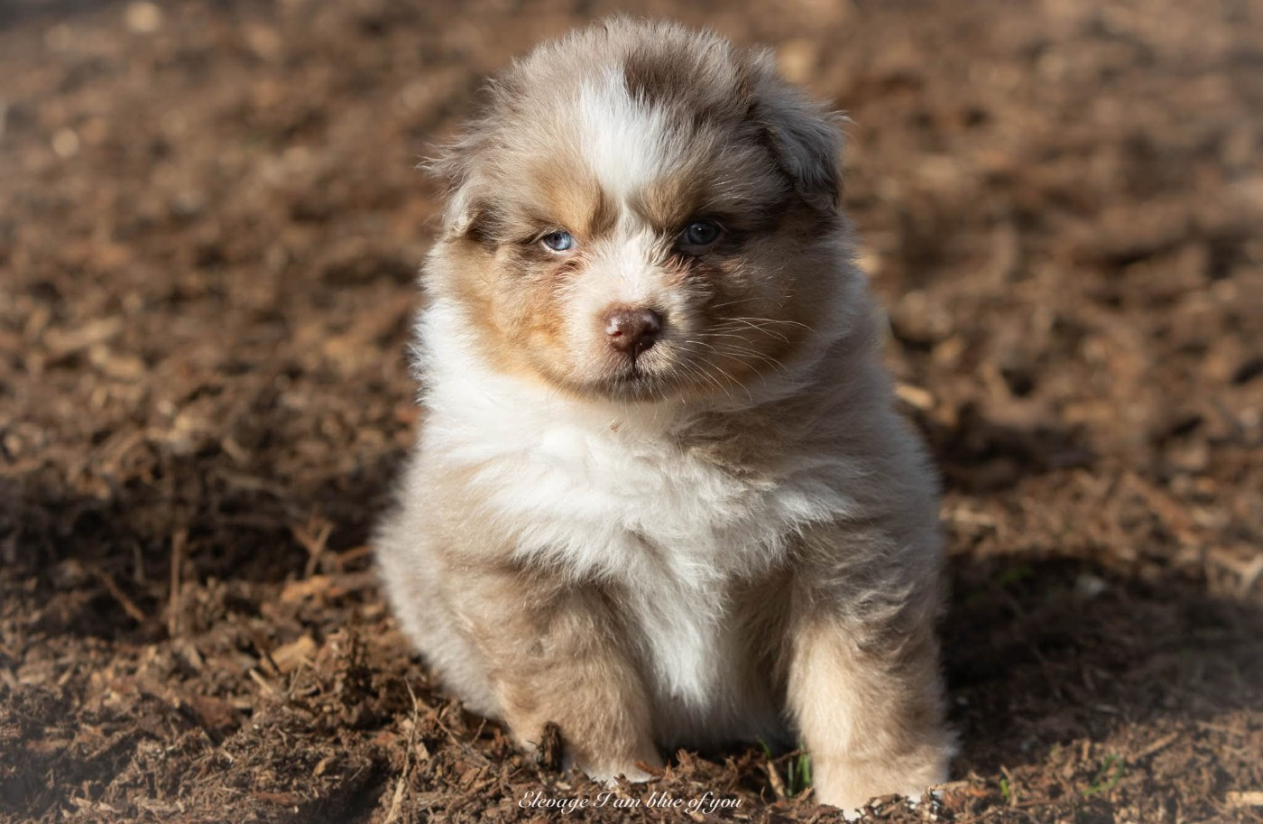 I Am Blue Of You - Chiots disponibles - Berger Australien