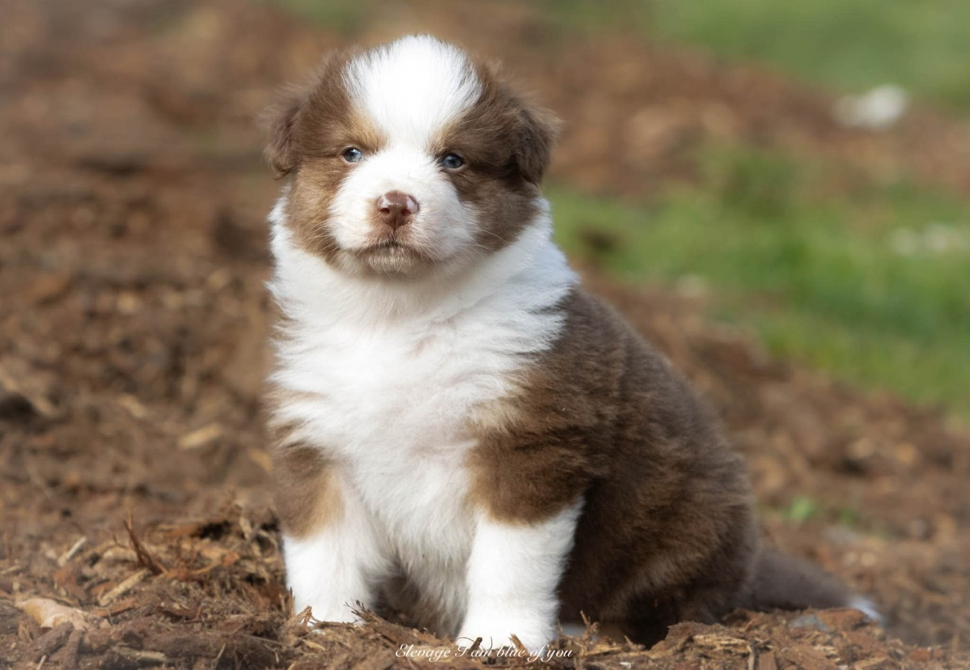 I Am Blue Of You - Chiots disponibles - Berger Australien