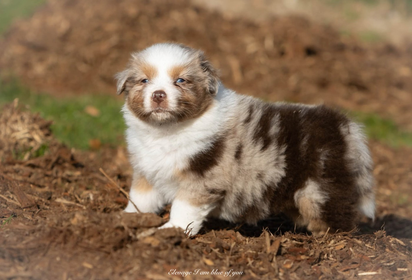 I Am Blue Of You - Chiots disponibles - Berger Australien