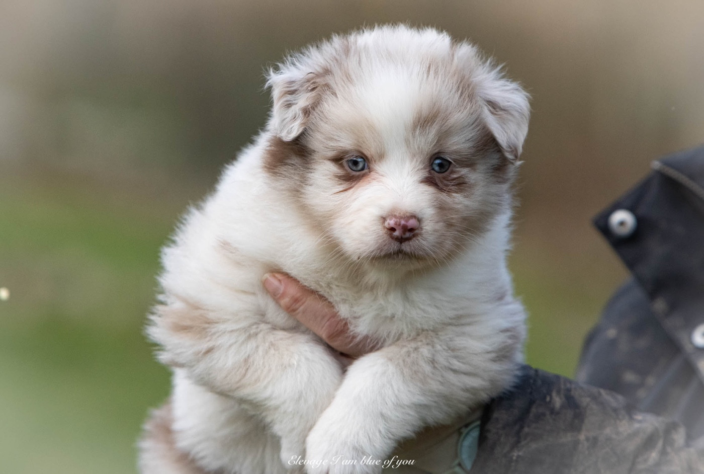 I Am Blue Of You - Chiots disponibles - Berger Australien