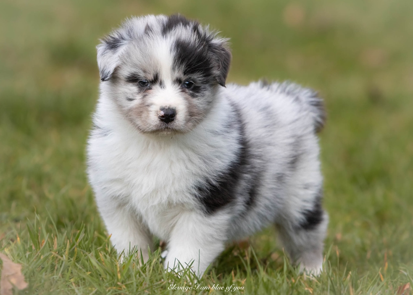 I Am Blue Of You - Chiots disponibles - Berger Australien