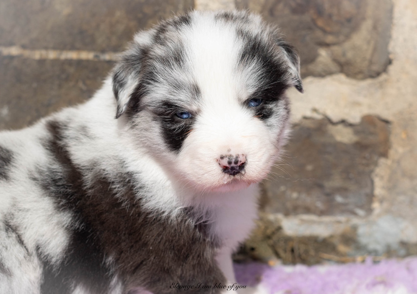 I Am Blue Of You - Chiots disponibles - Berger Australien