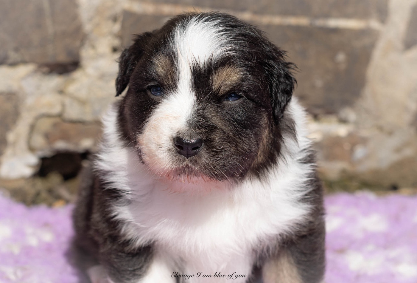 I Am Blue Of You - Chiots disponibles - Berger Australien