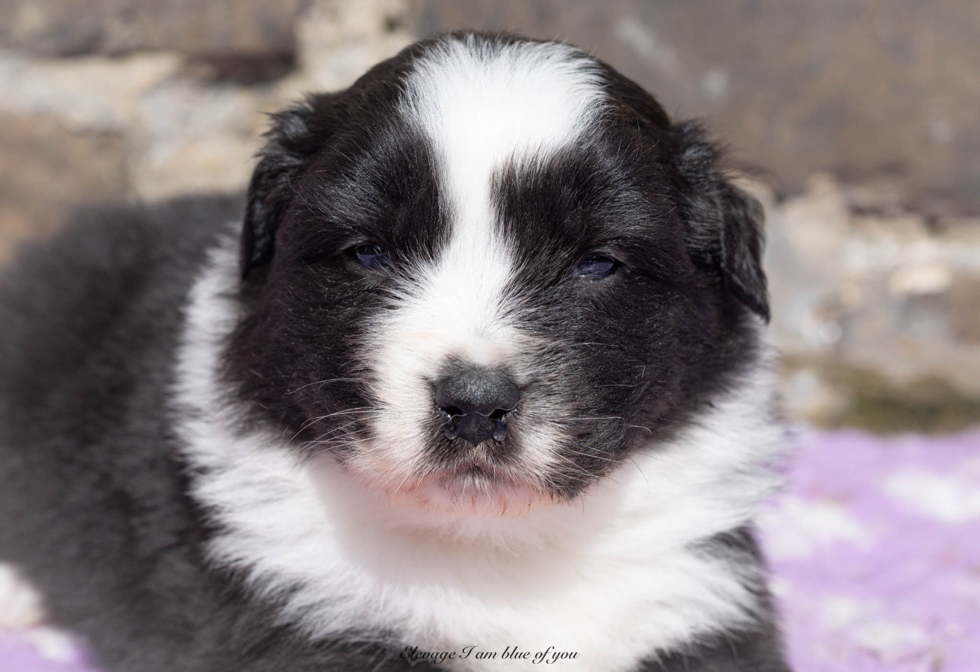 I Am Blue Of You - Chiots disponibles - Berger Australien