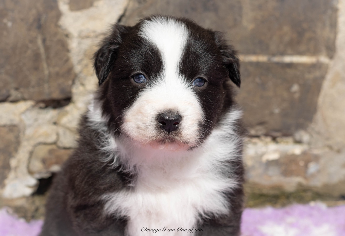 I Am Blue Of You - Chiots disponibles - Berger Australien