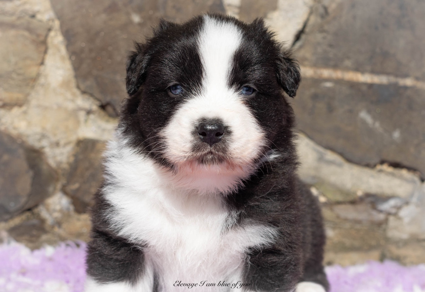I Am Blue Of You - Chiots disponibles - Berger Australien