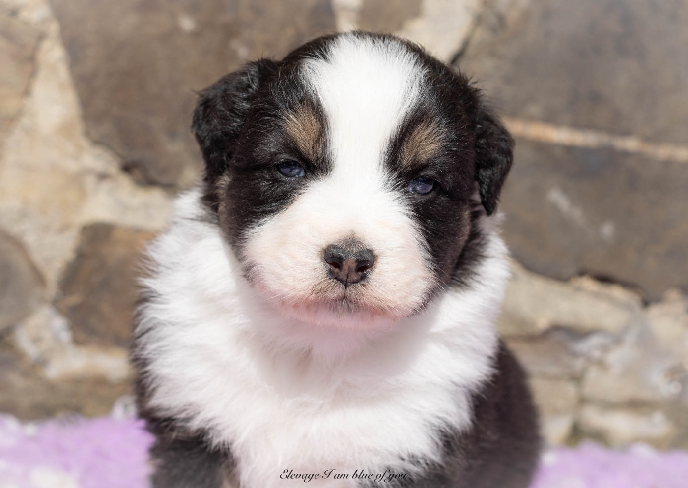 I Am Blue Of You - Chiots disponibles - Berger Australien