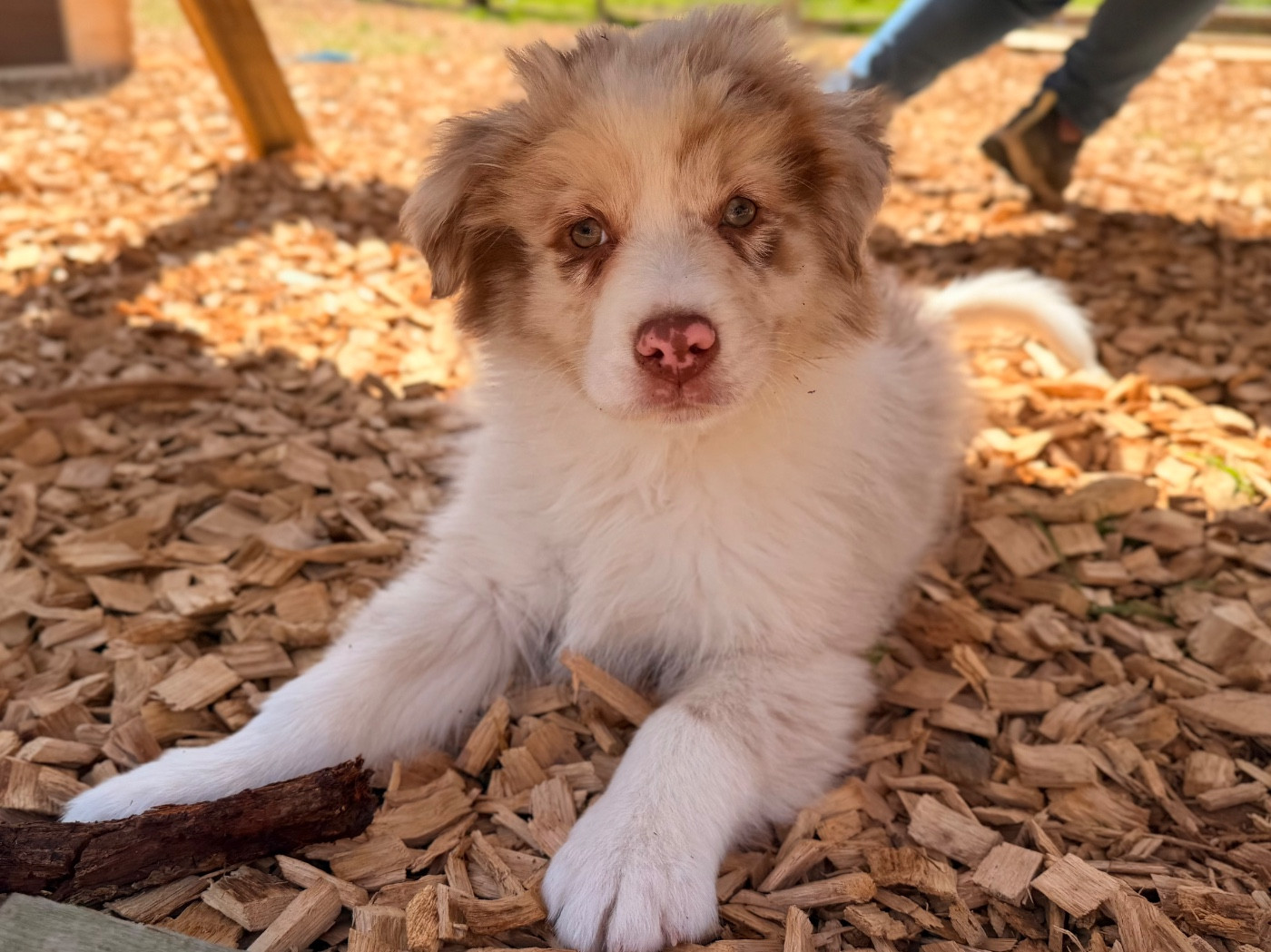 I Am Blue Of You - Chiots disponibles - Berger Australien