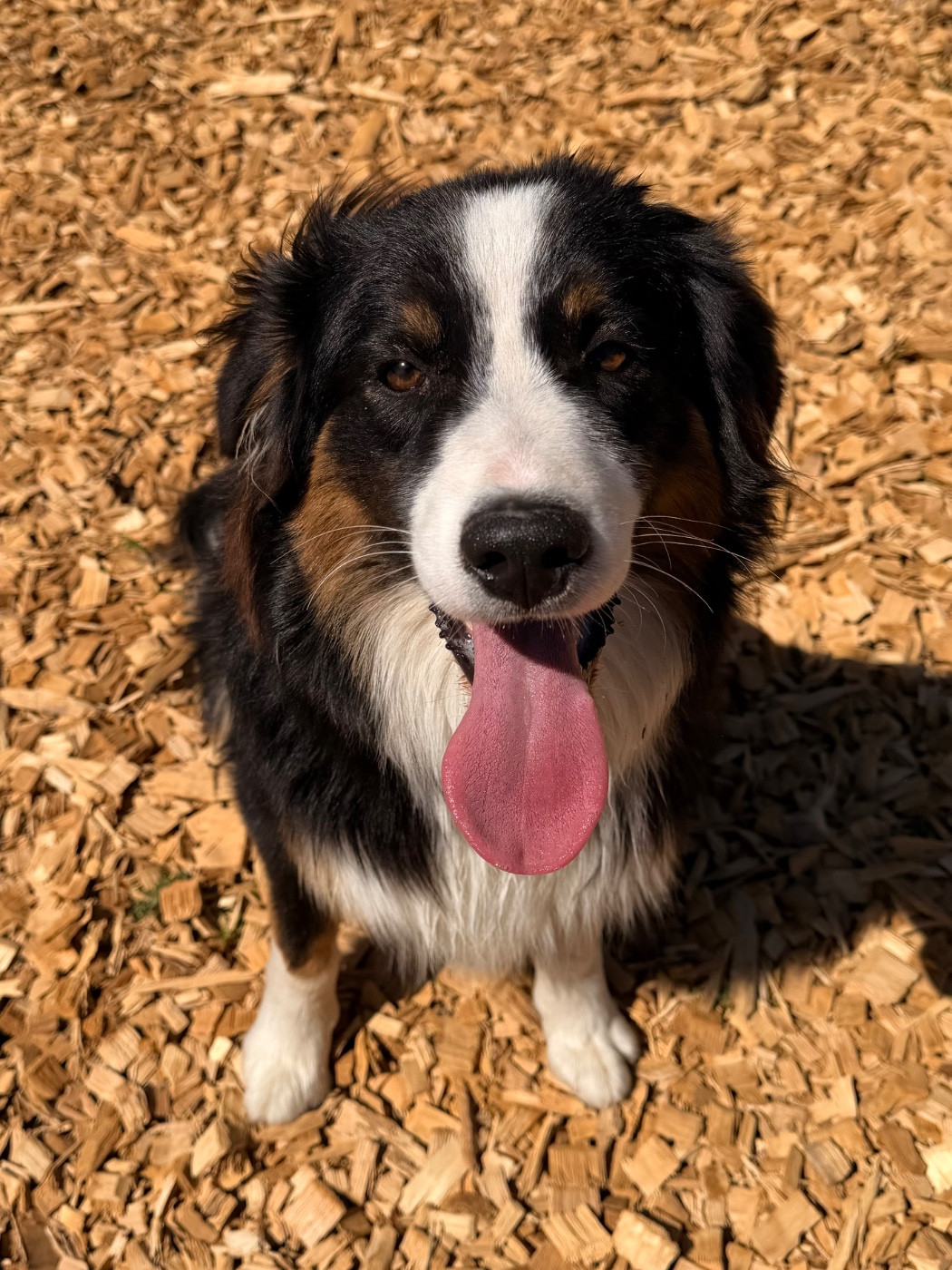 I Am Blue Of You - Chiots disponibles - Berger Australien