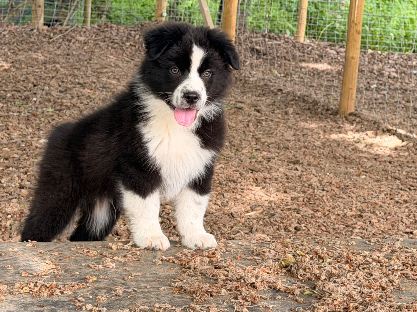 I Am Blue Of You - Chiots disponibles - Berger Australien