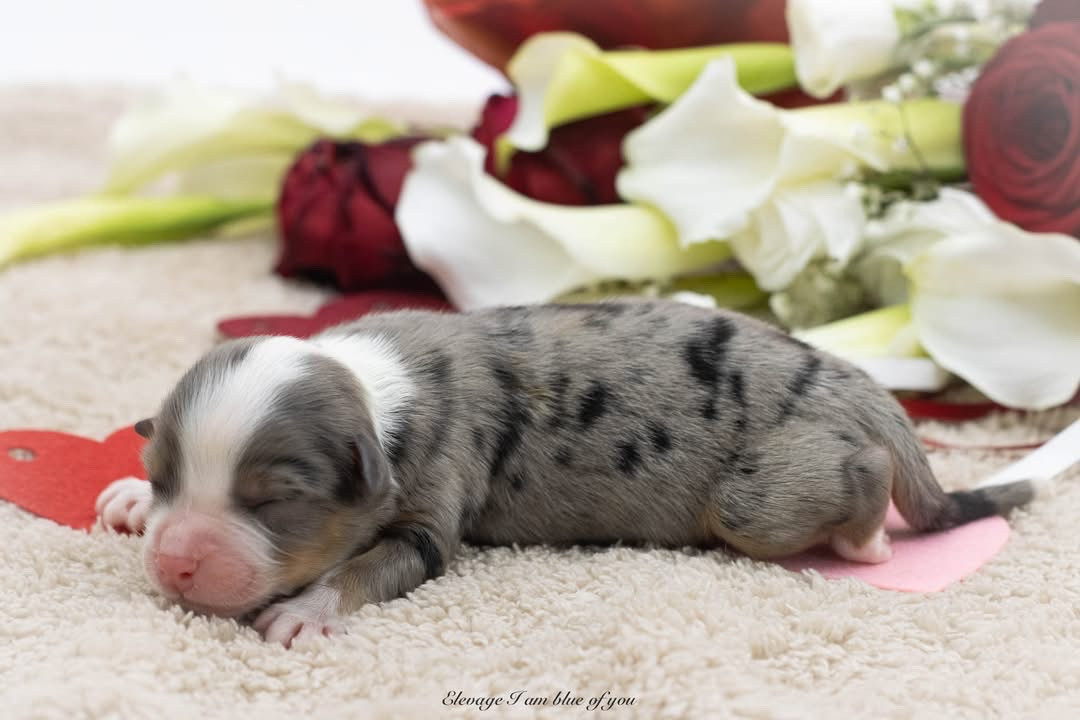 I Am Blue Of You - Chiots disponibles - Berger Australien