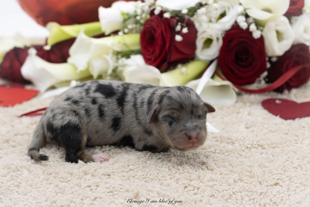 I Am Blue Of You - Chiots disponibles - Berger Australien
