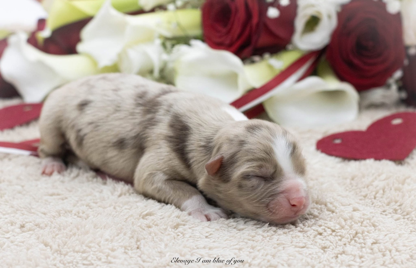 I Am Blue Of You - Chiots disponibles - Berger Australien