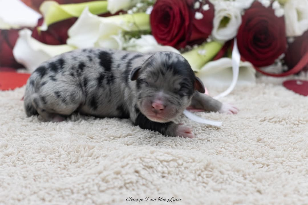 I Am Blue Of You - Chiots disponibles - Berger Australien