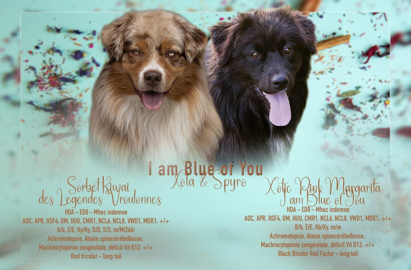 Chiot Berger Australien I Am Blue Of You