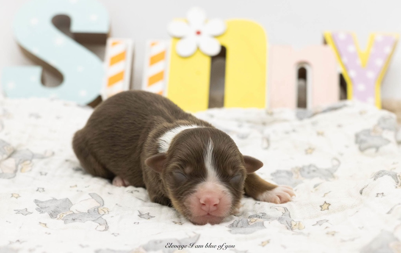 I Am Blue Of You - Chiots disponibles - Berger Australien