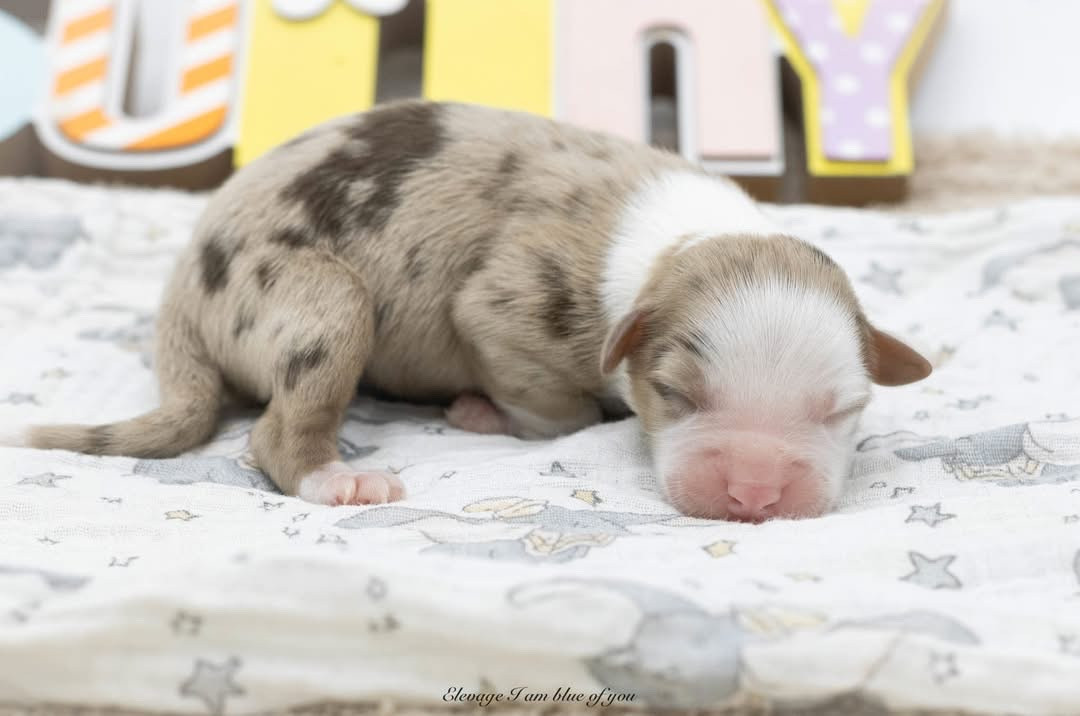 I Am Blue Of You - Chiots disponibles - Berger Australien