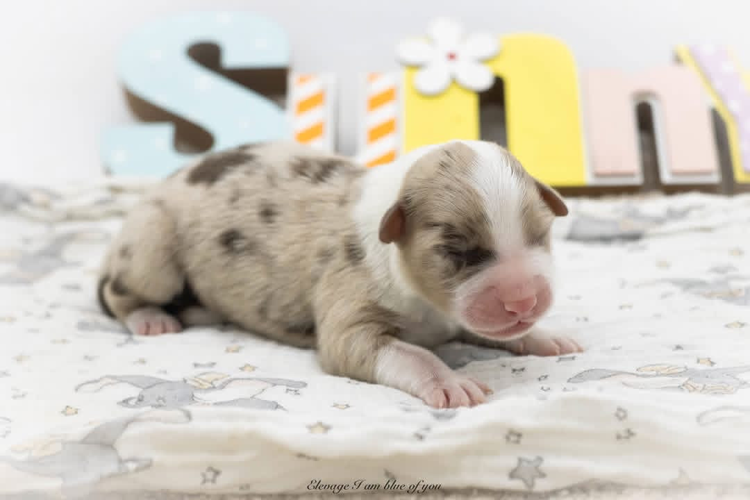 I Am Blue Of You - Chiots disponibles - Berger Australien