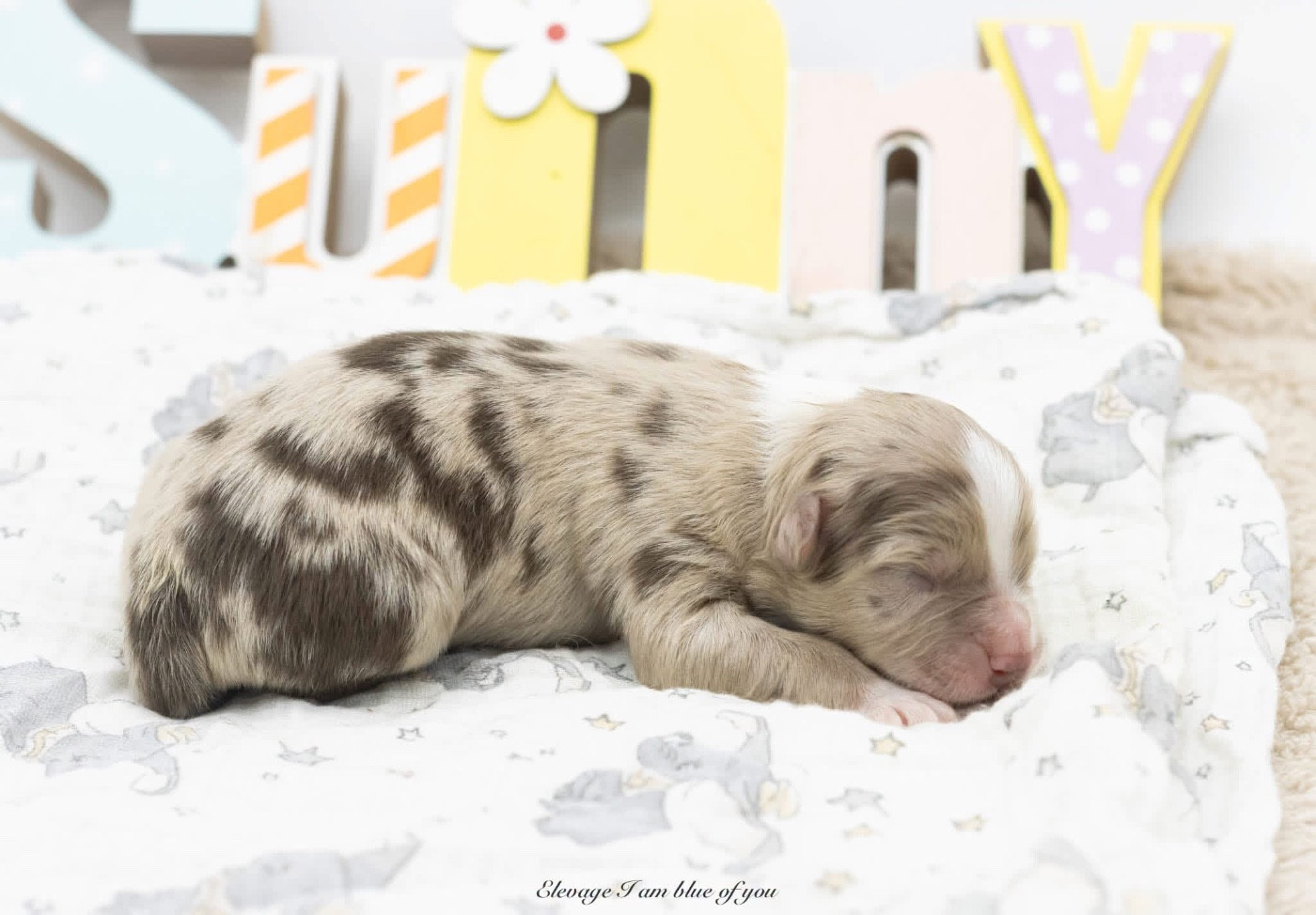 I Am Blue Of You - Chiots disponibles - Berger Australien