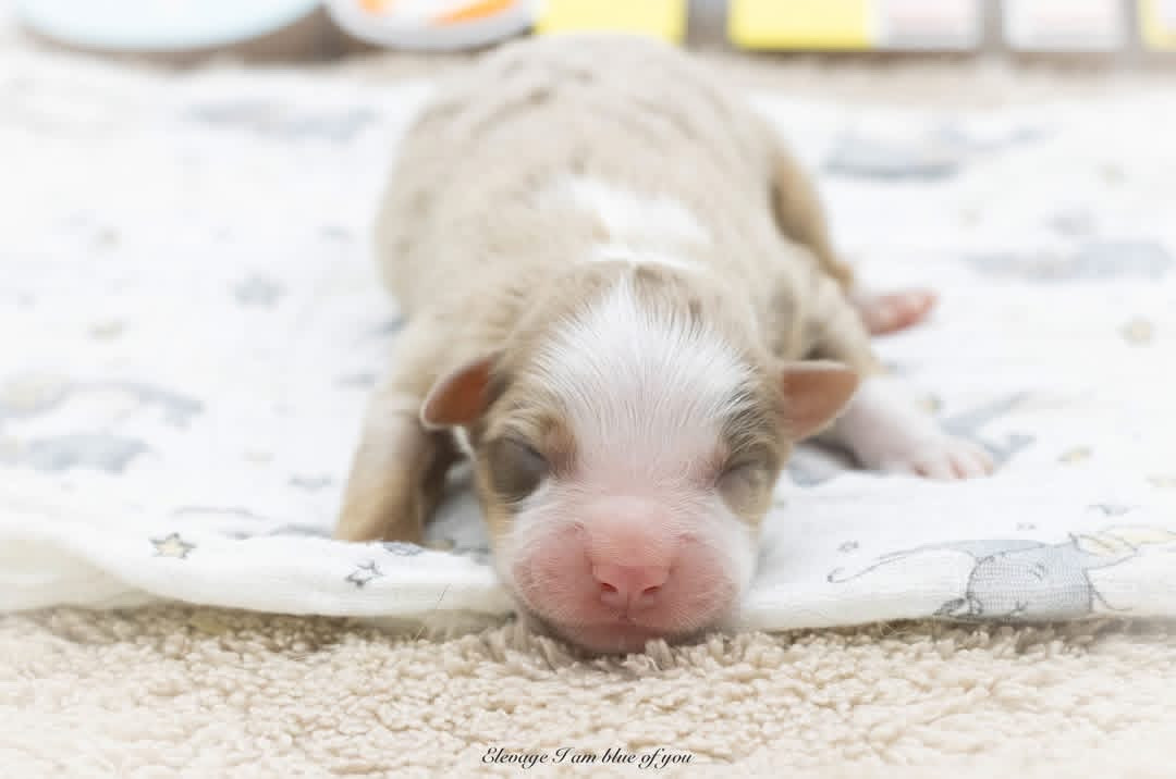 I Am Blue Of You - Chiots disponibles - Berger Australien
