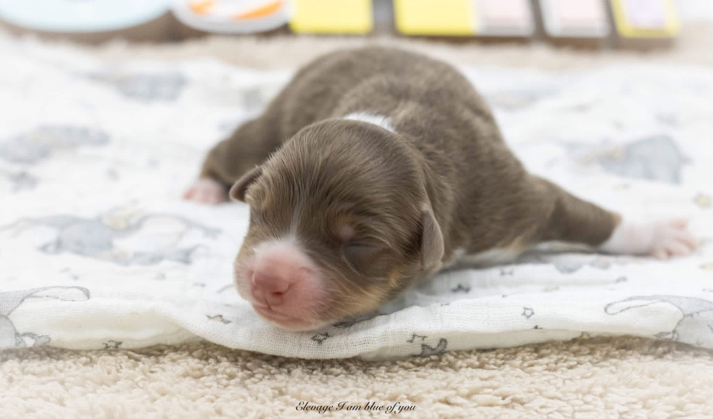 I Am Blue Of You - Chiots disponibles - Berger Australien