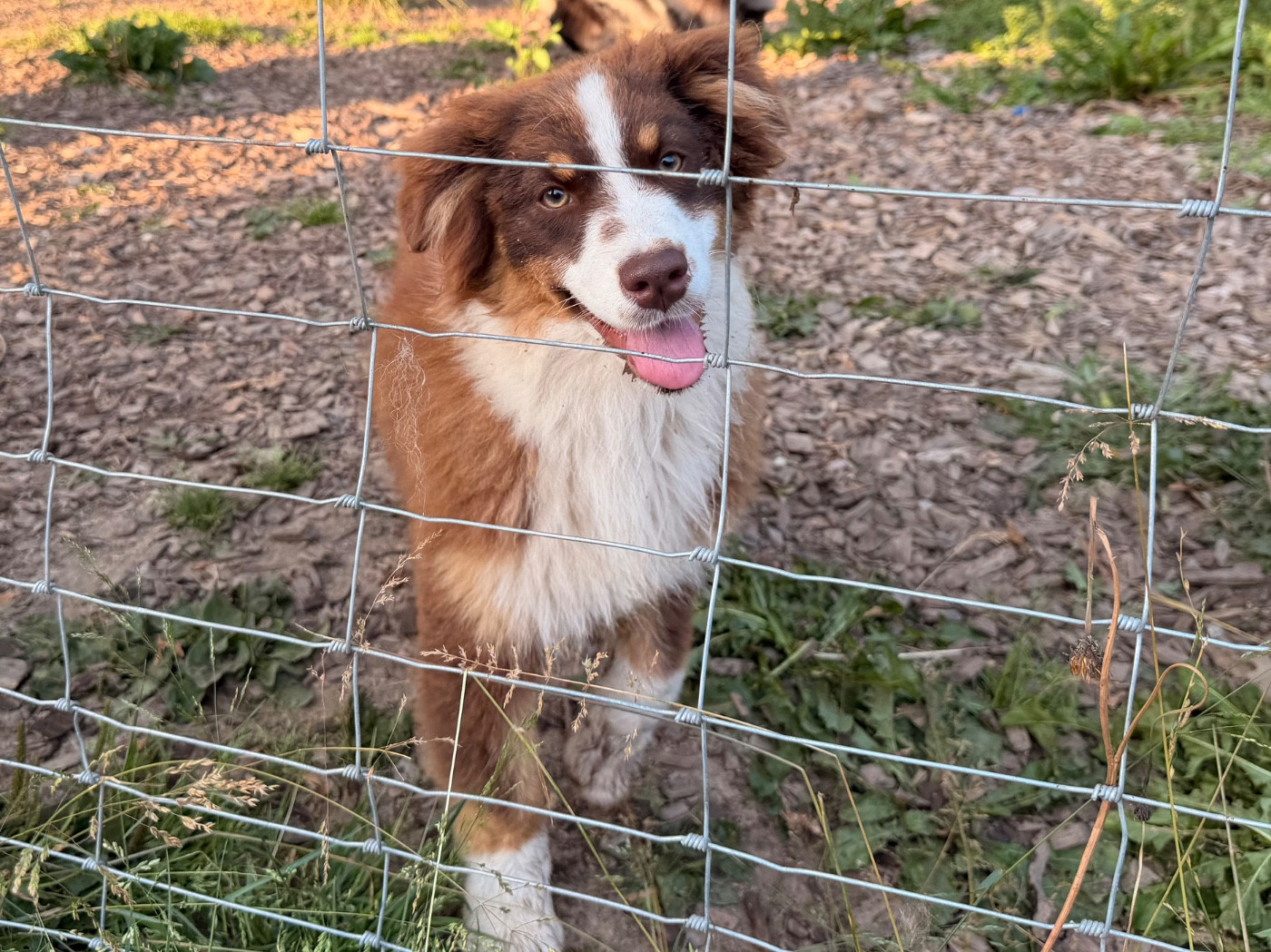 I Am Blue Of You - Chiots disponibles - Berger Australien