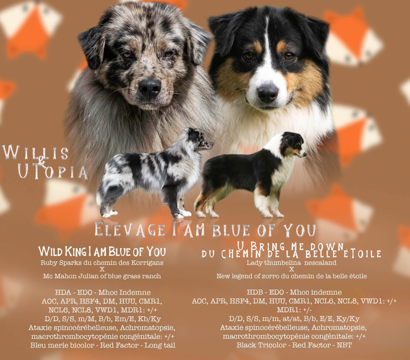 Chiot Berger Australien I Am Blue Of You