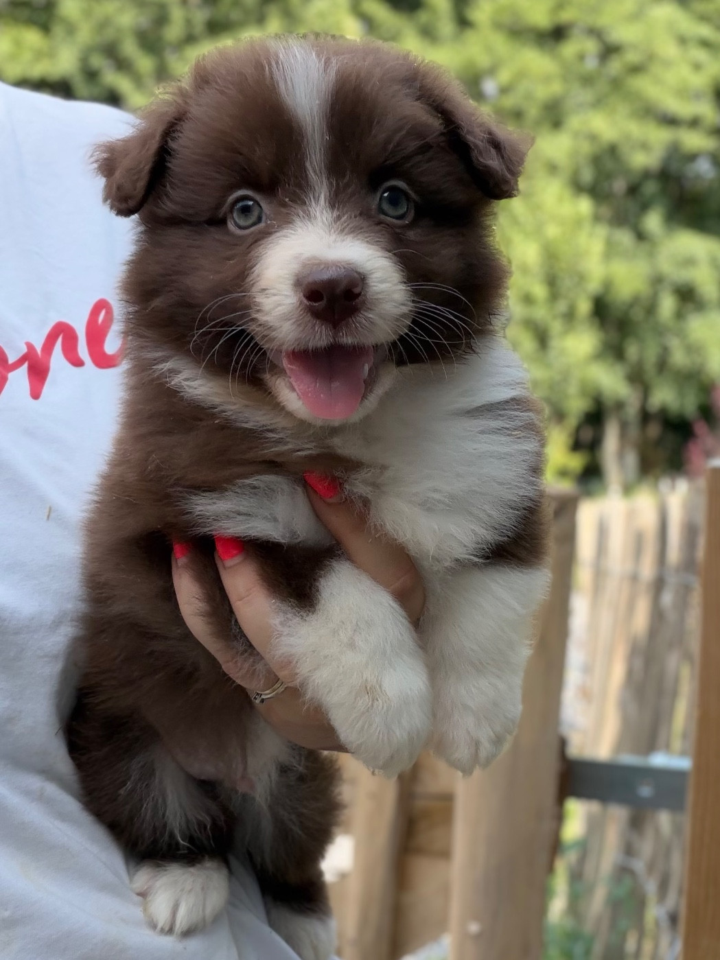 I Am Blue Of You - Chiots disponibles - Berger Australien
