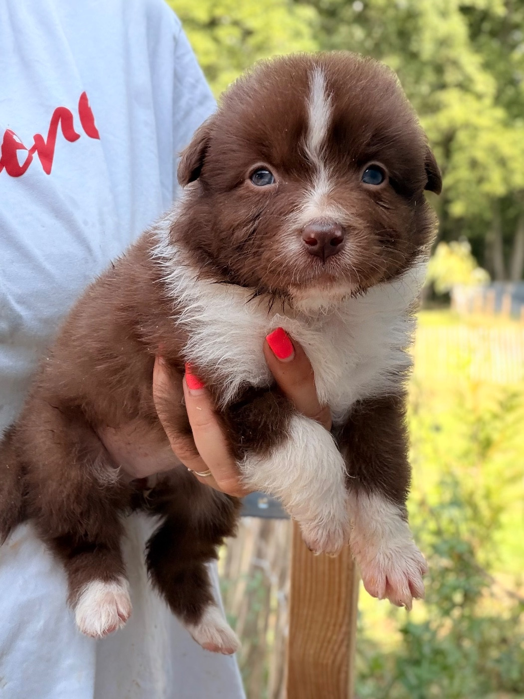 I Am Blue Of You - Chiots disponibles - Berger Australien