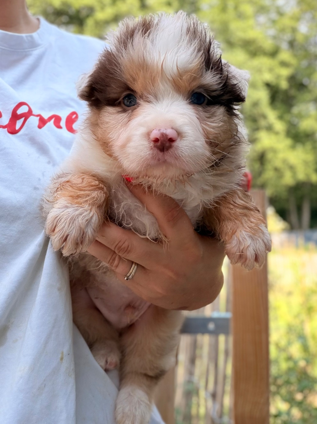 I Am Blue Of You - Chiots disponibles - Berger Australien