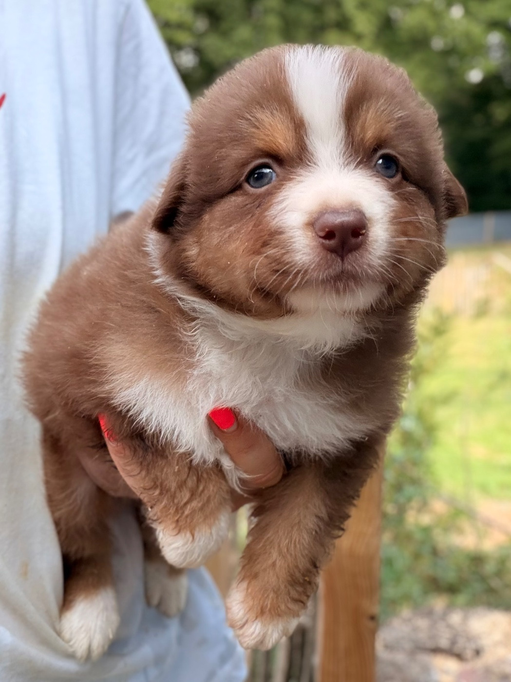 I Am Blue Of You - Chiots disponibles - Berger Australien