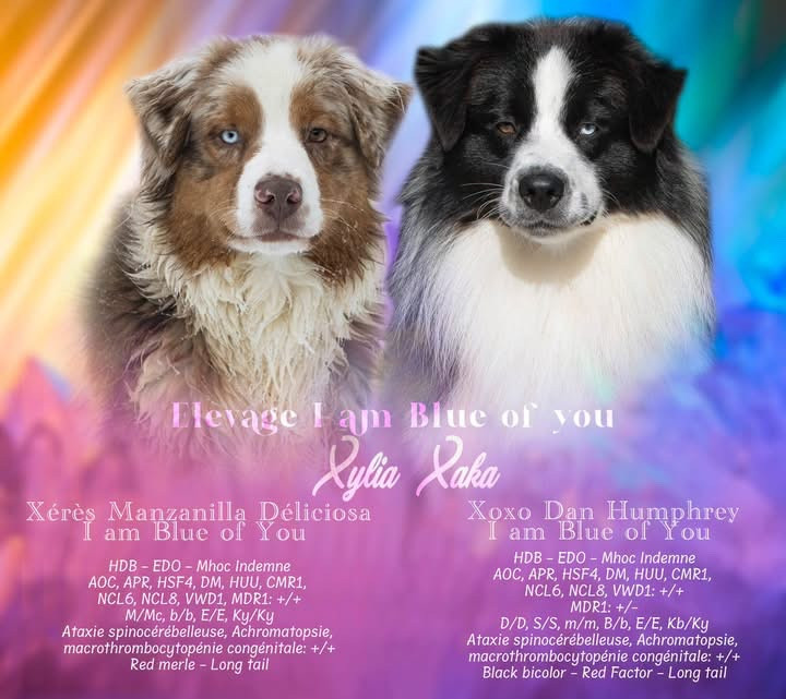 Chiot Berger Australien I Am Blue Of You