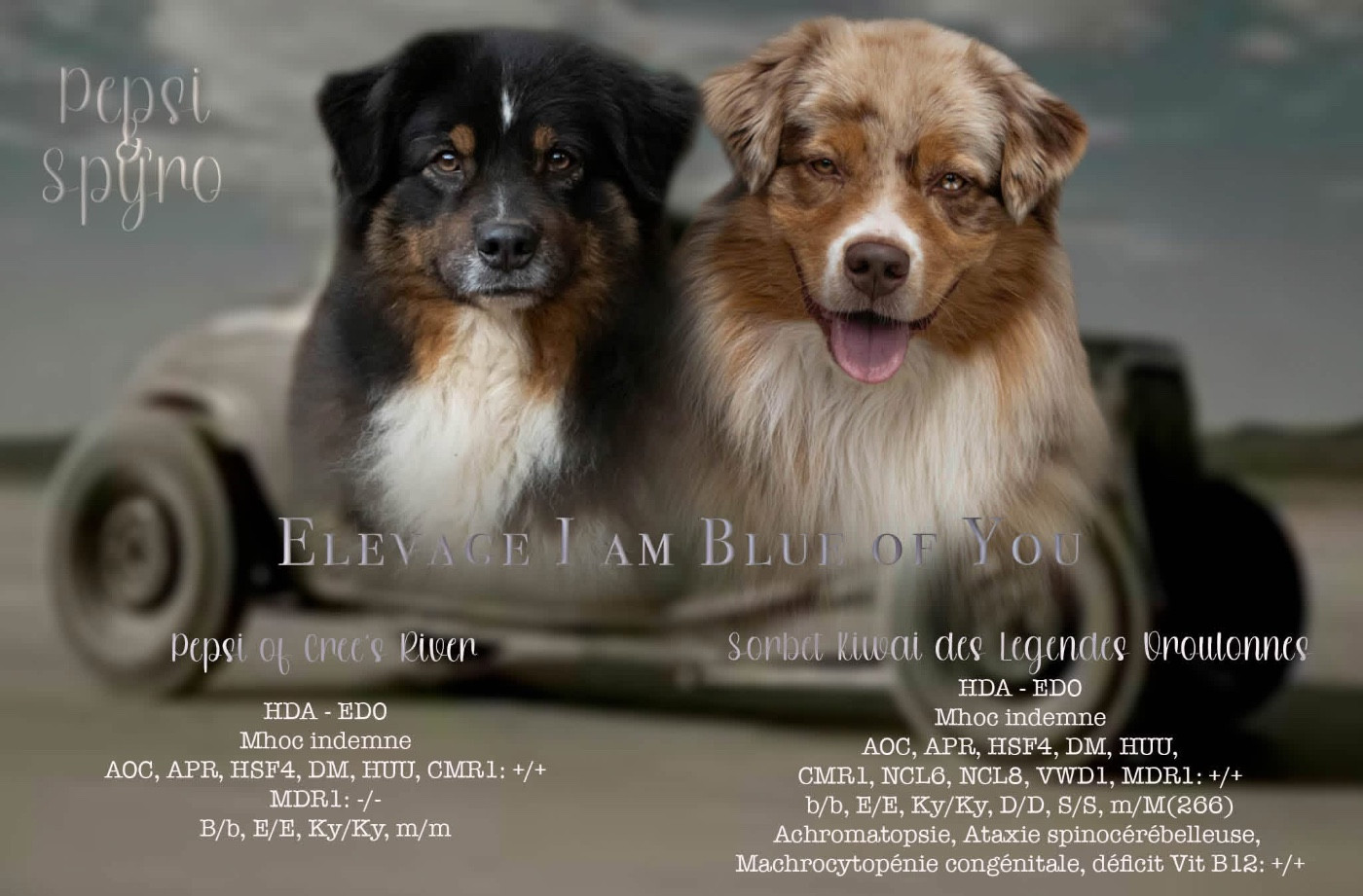 Chiot Berger Australien I Am Blue Of You