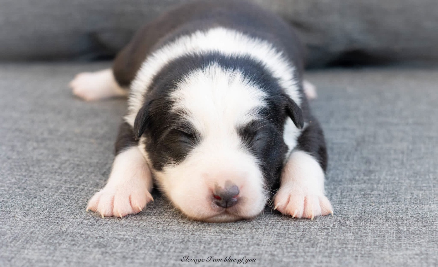 I Am Blue Of You - Chiots disponibles - Berger Australien