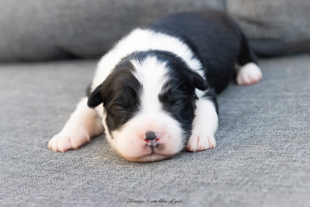 I Am Blue Of You - Chiots disponibles - Berger Australien