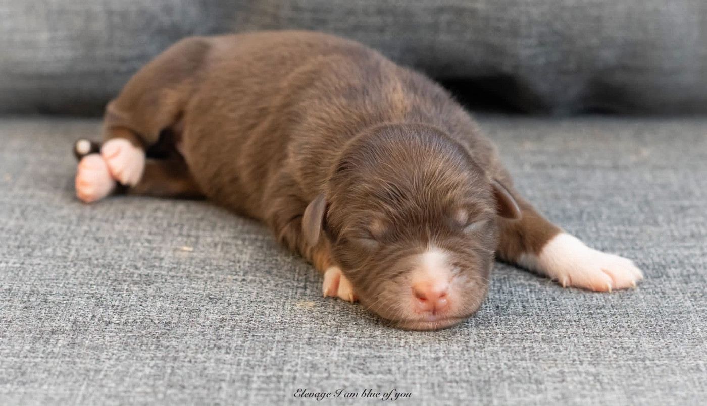 I Am Blue Of You - Chiots disponibles - Berger Australien
