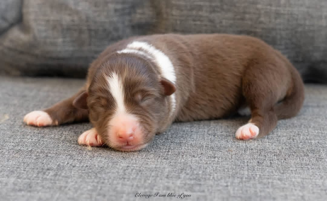 I Am Blue Of You - Chiots disponibles - Berger Australien
