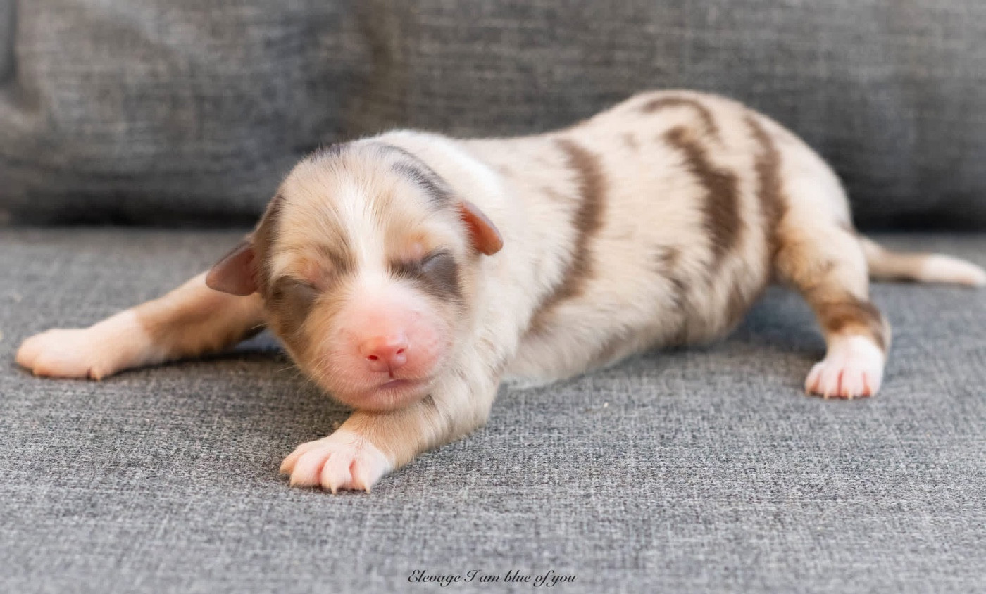 I Am Blue Of You - Chiots disponibles - Berger Australien