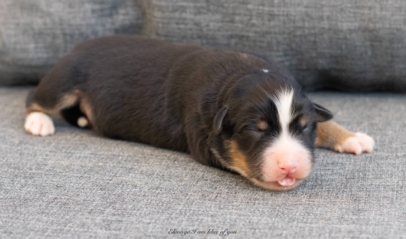I Am Blue Of You - Chiots disponibles - Berger Australien
