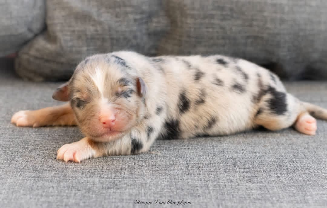 I Am Blue Of You - Chiots disponibles - Berger Australien