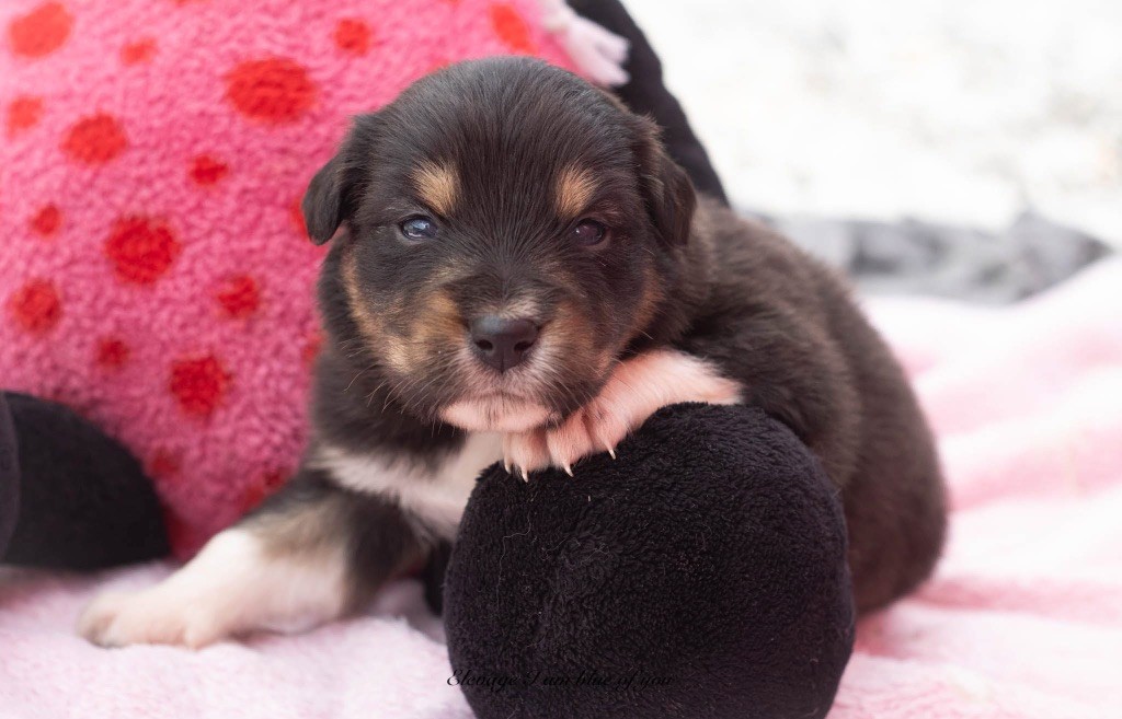 I Am Blue Of You - Chiots disponibles - Berger Australien